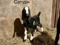 Billy Goat, Kamori goats — photo 2