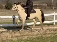 Koń, Rocky Mountain Horse — zdjęcie 4