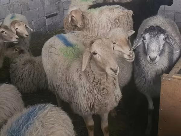 Sheep, Tian-Shan semifinewool sheep