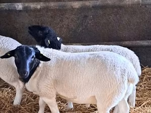 Baran, Dorper sheep