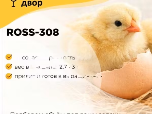 Ross 308 — Rosja