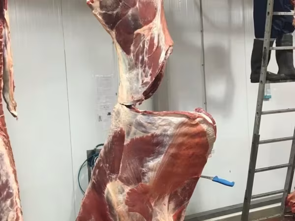 Говядина в четвертинах охл. (бычки)
