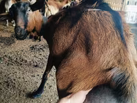 Kozioł, Nubian Goat — zdjęcie 2