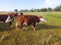 Krowa, Latvian Blue cattle — zdjęcie 3