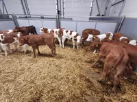 Krowa, Bydło — zdjęcie 6