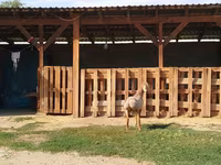 Baran, Edilbay sheep — zdjęcie 5