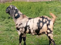 Kozioł, Nubian Goat — zdjęcie 1