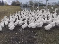 Geese — zdjęcie 4