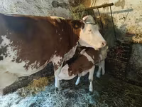 Krowa, Bydło — zdjęcie 2