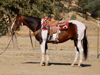 حصان, National Show Horse — الصورة 5