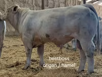 Byk, Charolais cattle — zdjęcie 6