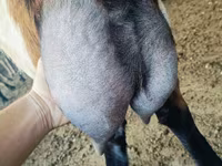 Kozioł, Nubian Goat — zdjęcie 1