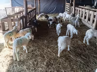 Sheep, Awassi sheep — photo 2