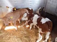 Bull, Cattle — photo 3