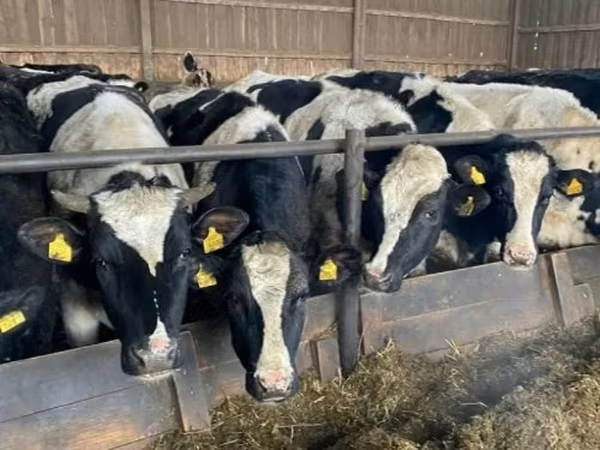 Krowa, Russian Black pied cattle