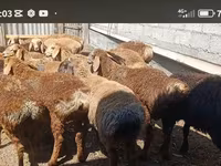 Ram, Kazakh fat-tailed coarsewool sheep — photo 2