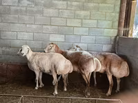Schaf, Afghan Arabi sheep — Foto 4