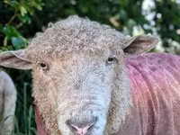 كبش, Precoce sheep — الصورة 7
