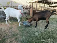 Koza, Saanen goat — zdjęcie 1
