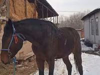 Koń, Arabian horse — zdjęcie 1