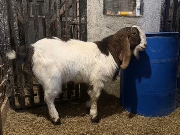 Kozioł, Kamori goats — Rosja