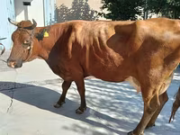 Vaca, Red Estonian cattle — foto 1