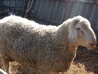 Baran, Assaf sheep — zdjęcie 2