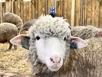 Ram, Merino sheep — photo 8