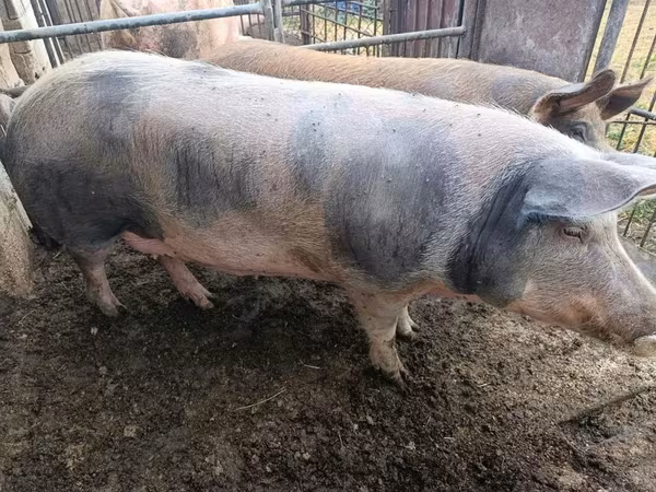 Locha, Świnie