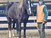Caballo, Rocky Mountain Horse — foto 8