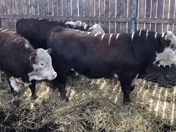 Cow, Kalmyk breed