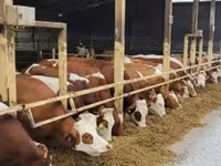 母牛, Simmental cattle — 照片 2