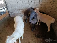 Carnero, Ovejas — foto 4