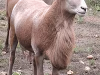Baran, Katum sheep — zdjęcie 6