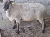 Widder, Hampshire sheep — Foto 2