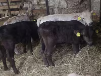 Byk, Simmental cattle — zdjęcie 1