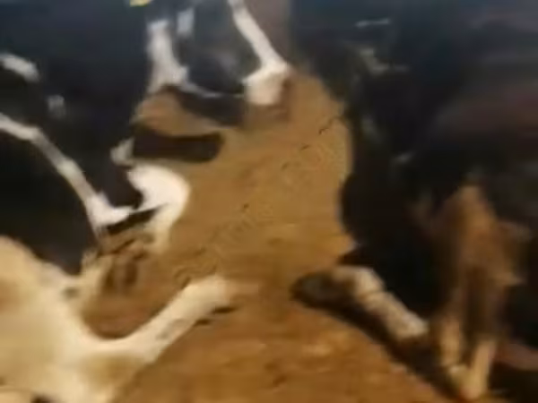 Krowa, Swiss cattle — Rosja
