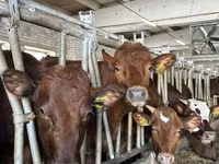 Byk, Bydło — zdjęcie 2