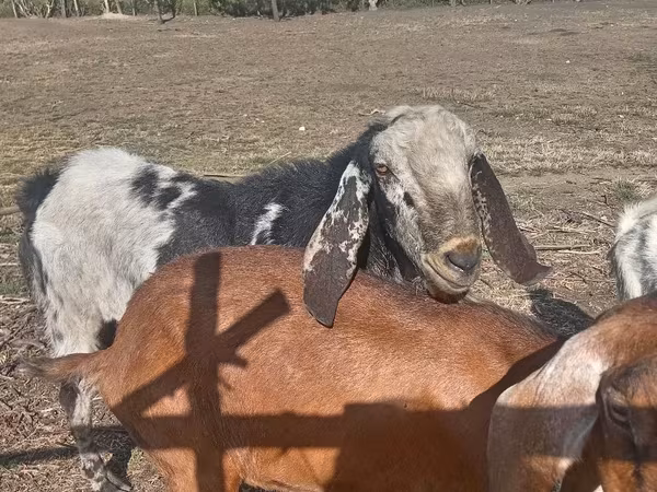 Kozioł, Nubian Goat