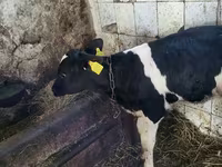 Bull, Holstein breed — photo 2
