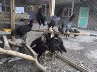 Chickens — photo 3