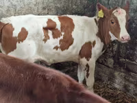 Krowa, Bydło — zdjęcie 2