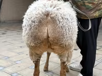 Sheep, Awassi sheep — photo 5
