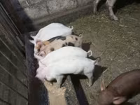 Eber, Schweine — Foto 1