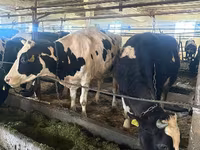Vaca, Raza Holstein — foto 2