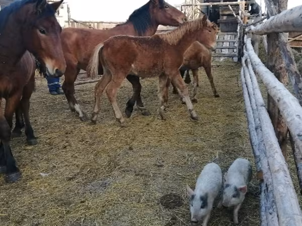 Kobyła, Konie