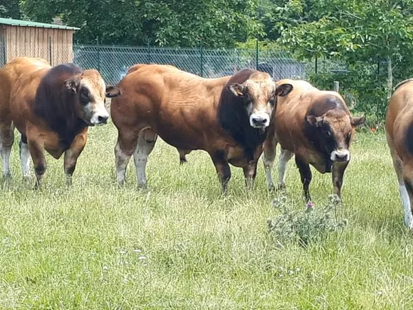 Byk, Partenaise cattle