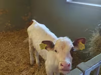 Vaca, Simmental cattle — foto 2