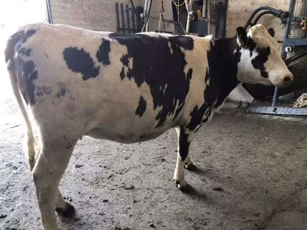 Cow, Ayrshire
