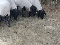 Owca, Baerchuke sheep — zdjęcie 2